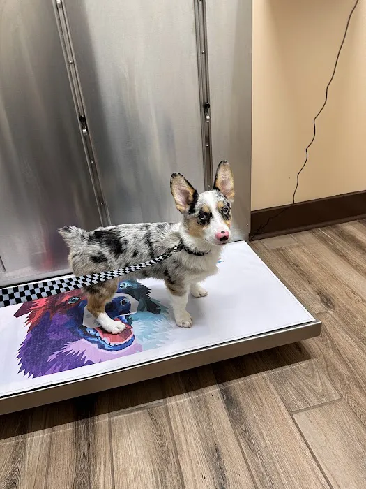 Paw Springs Veterinary Hospital - Scotts Hill Picture 2
