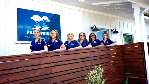 Paw Springs Veterinary Hospital - Scotts Hill Picture 3