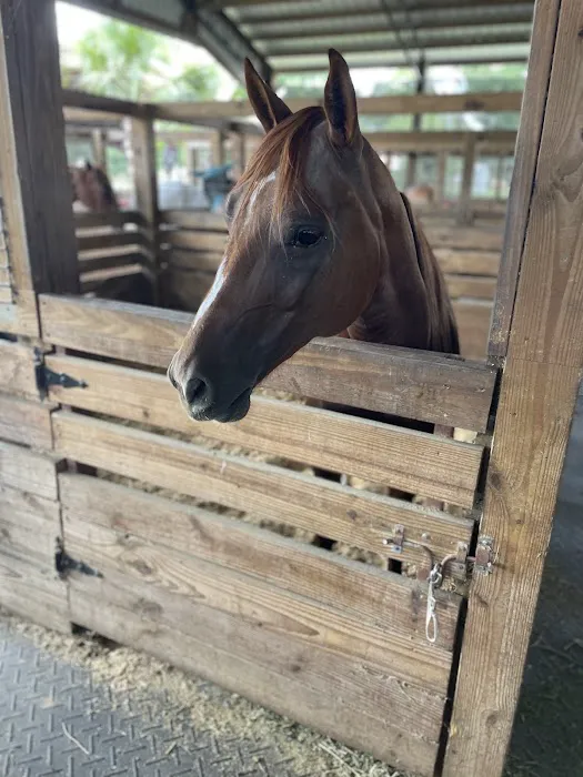 Reagan Equine Picture 2