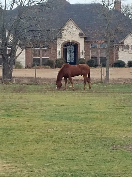 Reagan Equine Picture 3