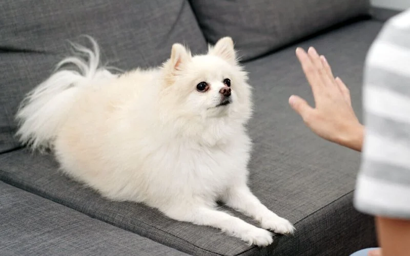 Top Puppy Training Mistakes and How to Avoid Them