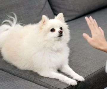 Top Puppy Training Mistakes and How to Avoid Them