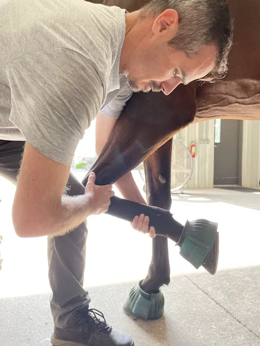 Reagan Equine Picture 4