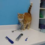 Oak Crest Animal Hospital