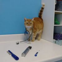 Oak Crest Animal Hospital ico