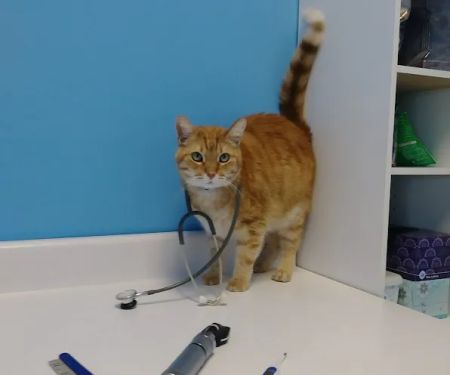 Oak Crest Animal Hospital