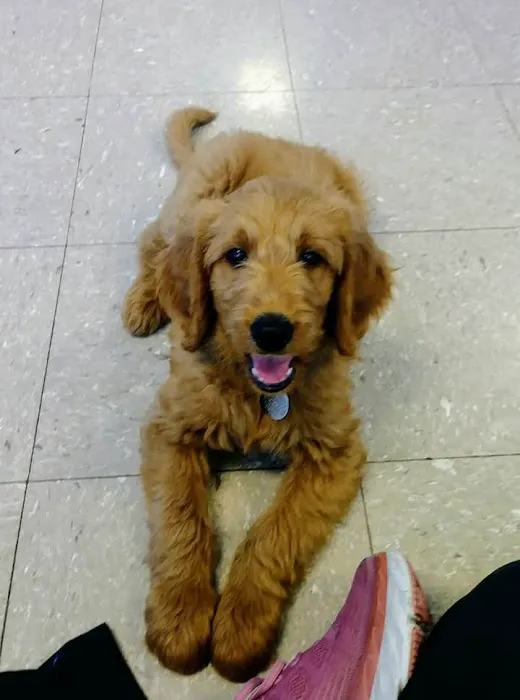 Oak Crest Animal Hospital Picture 8