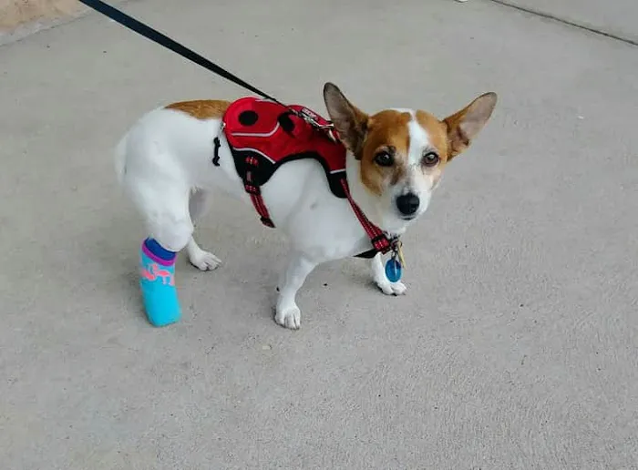 Oak Crest Animal Hospital Picture 3
