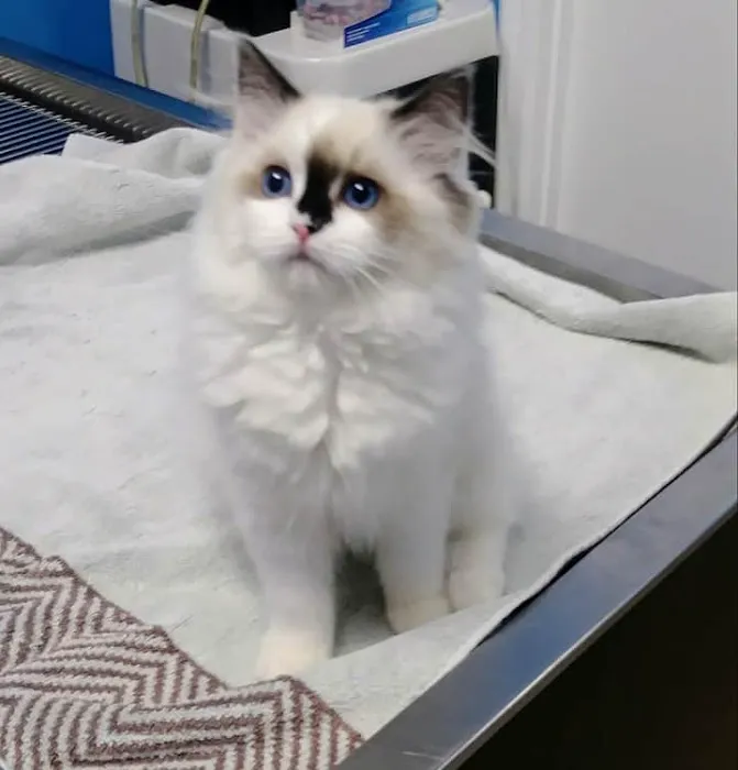 Oak Crest Animal Hospital Picture 6