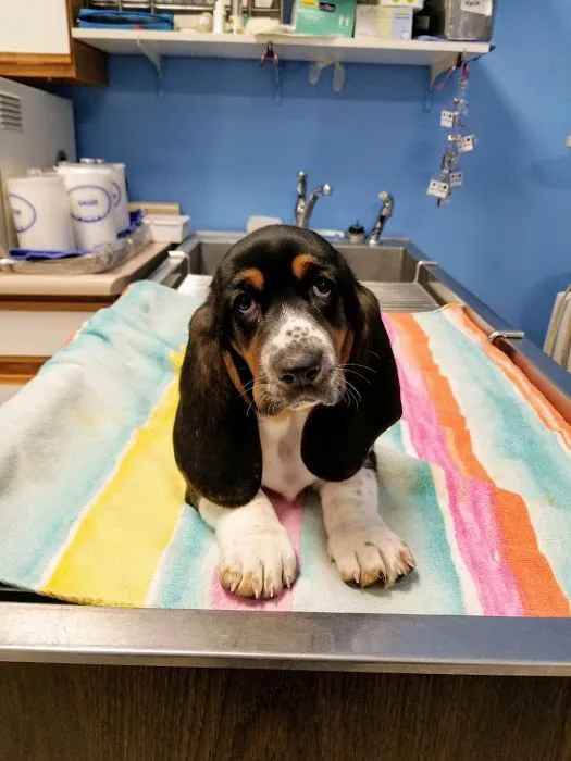Oak Crest Animal Hospital Picture 5