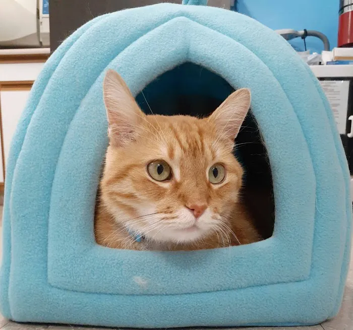 Oak Crest Animal Hospital Picture 4