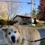 Animal House Calls