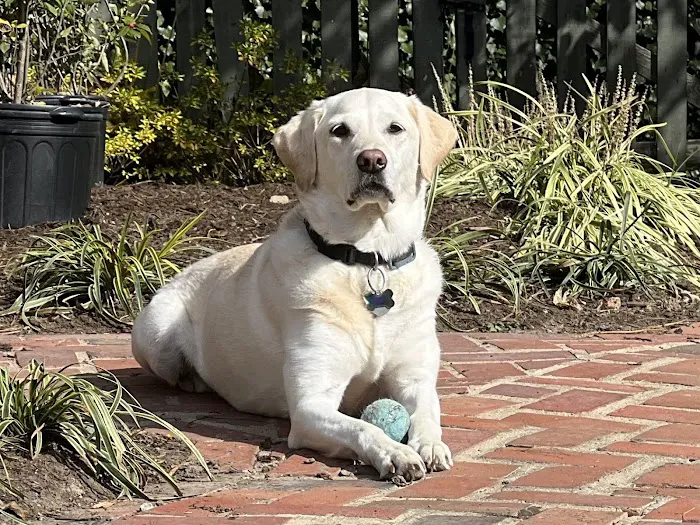 Chevy Chase Animal Clinic Picture 10