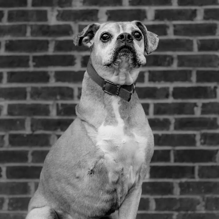 Chevy Chase Animal Clinic Picture 5