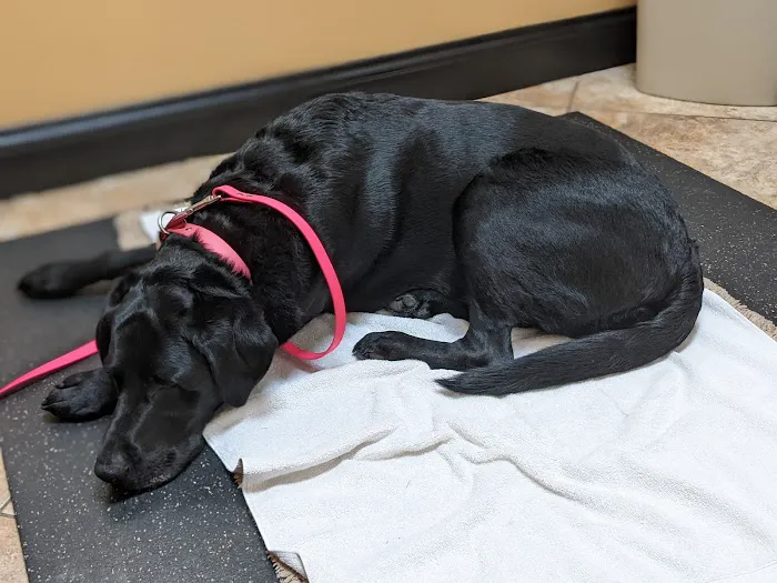 Veterinary Wellness Center Picture 3
