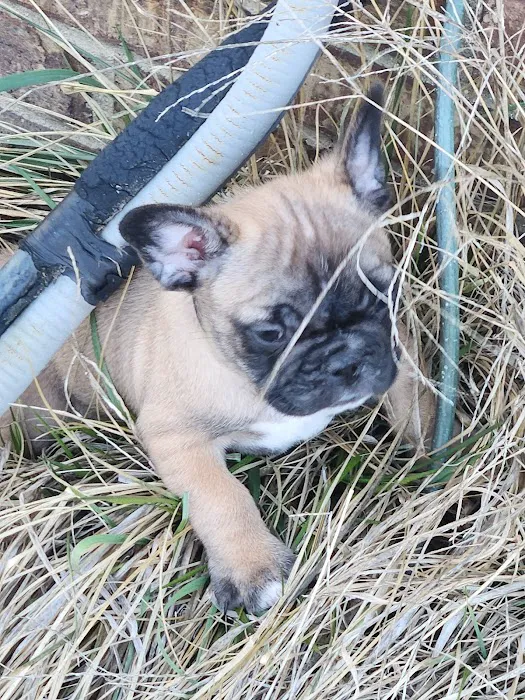 Commonwealth Animal Care Picture 7
