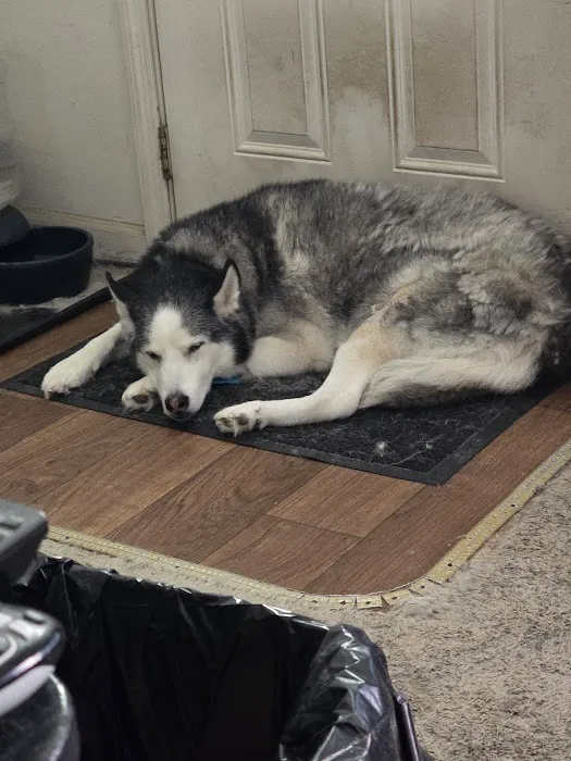 Commonwealth Animal Care Picture 5