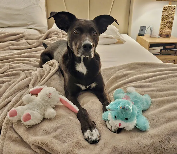 Commonwealth Animal Care Picture 6