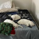 Commonwealth Animal Care