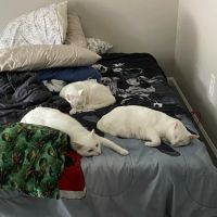 Commonwealth Animal Care ico