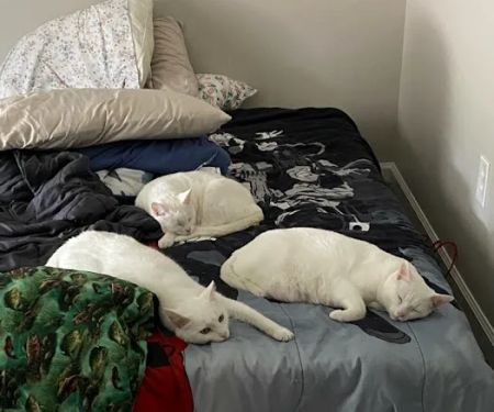 Commonwealth Animal Care