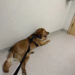 Broadway Veterinary Clinic