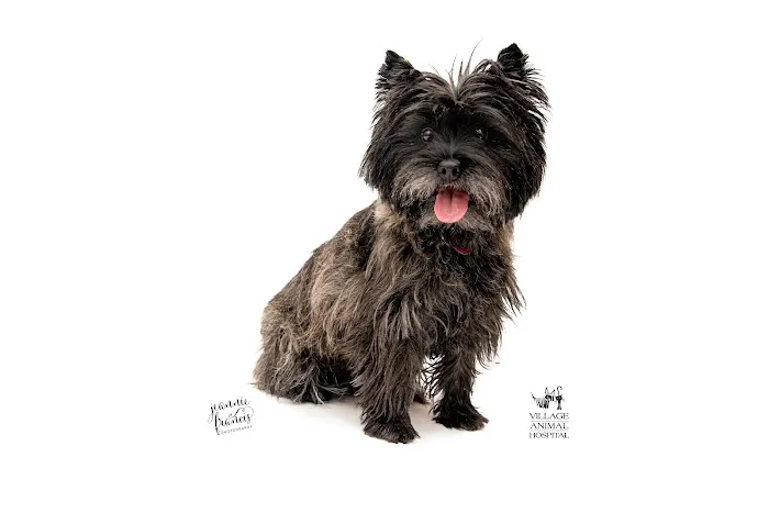 Village Animal Hospital Picture 4