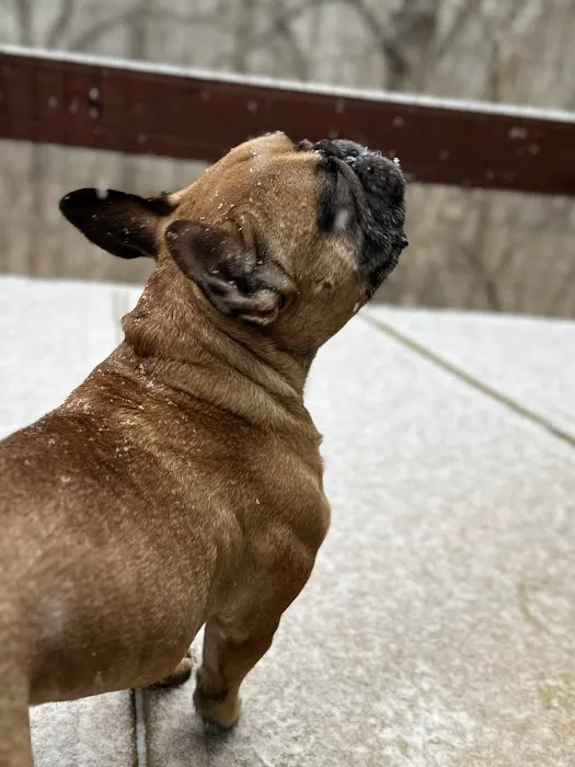 The Pet Wellness Group: Hebron Picture 6