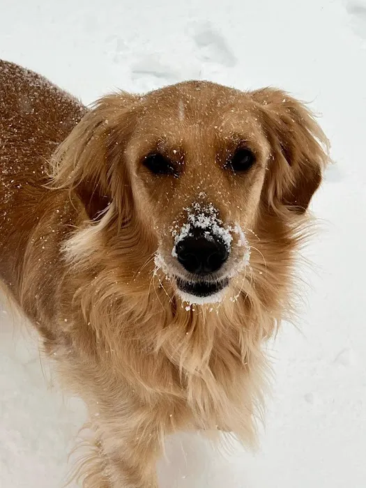 The Pet Wellness Group: Hebron Picture 4