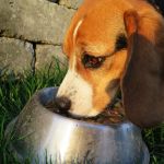 The Pet Wellness Group: Hebron