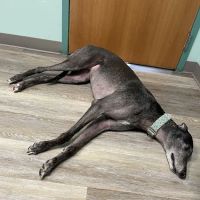 Hebron Animal Hospital ico