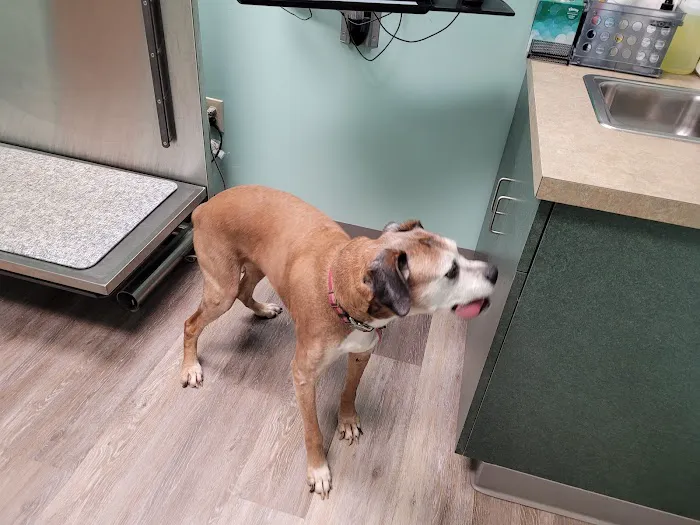 Hebron Animal Hospital Picture 8