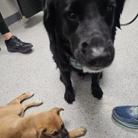 Tri Point Veterinary Clinic ico