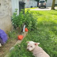 Burlington Pet Hospital ico
