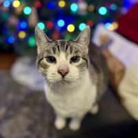Gainesway Small Animal Clinic ico