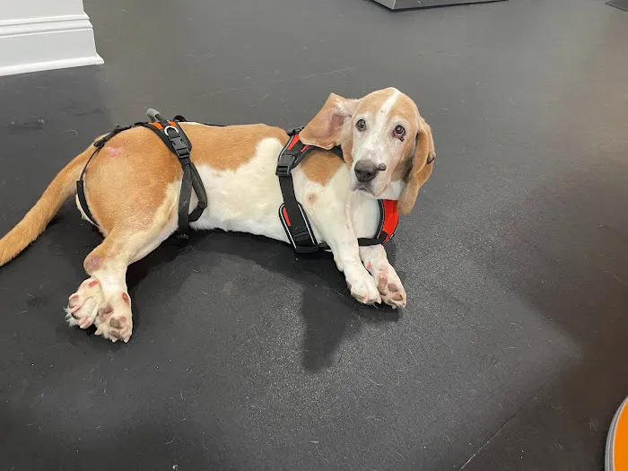 Lexington Veterinary Rehabilitation Picture 4