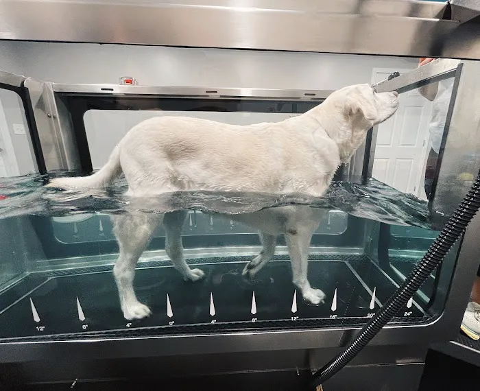 Lexington Veterinary Rehabilitation Picture 7