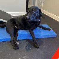 Lexington Veterinary Rehabilitation ico