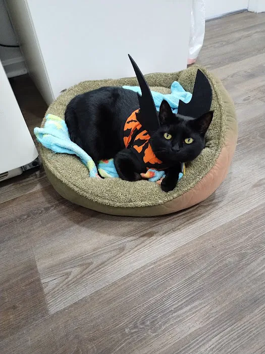 Lexington Hospital For Cats Picture 1