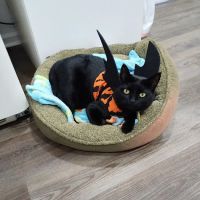 Lexington Hospital For Cats ico