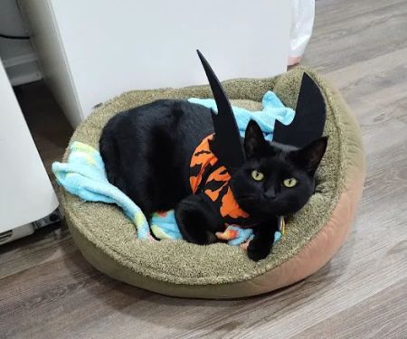 Lexington Hospital For Cats