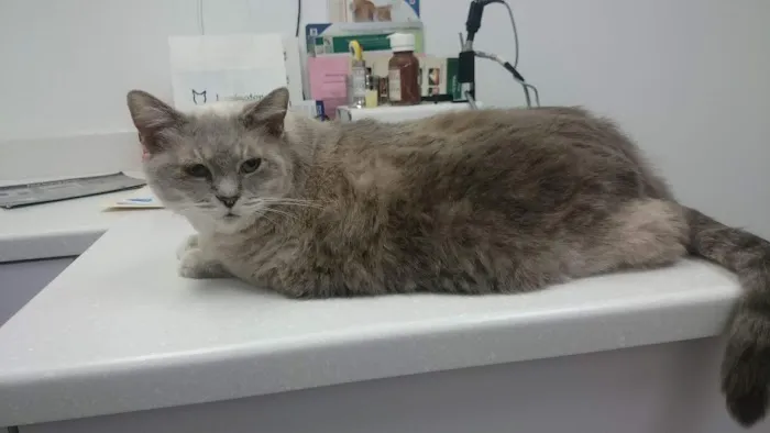 Lexington Hospital For Cats Picture 8