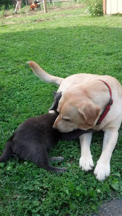MedVet Lexington Picture 1