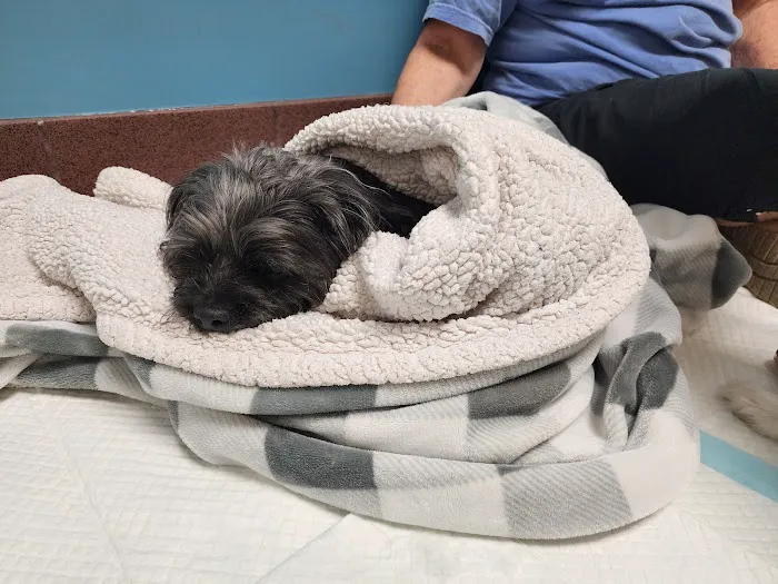 MedVet Lexington Picture 8