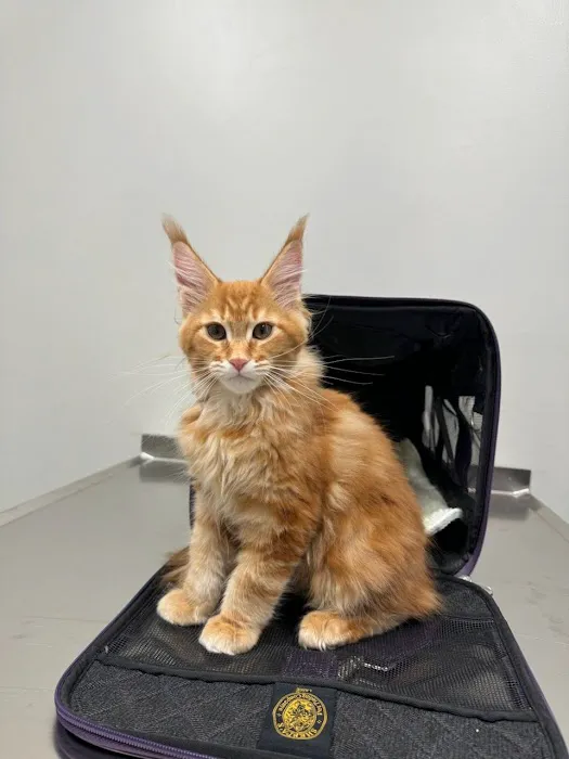 Tates Creek Animal Hospital Picture 2