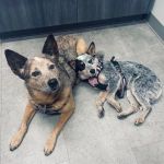 Tates Creek Animal Hospital