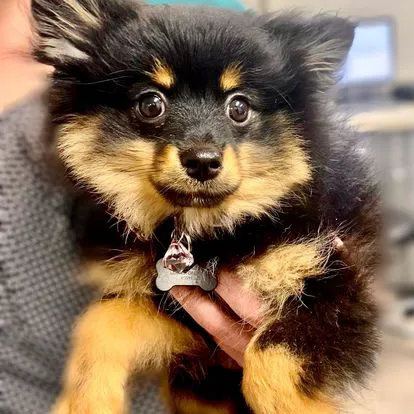 Tates Creek Animal Hospital Picture 7