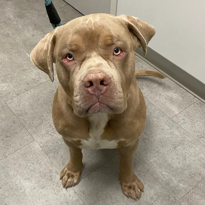 Tates Creek Animal Hospital Picture 9