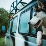Hartland Park Animal Hospital