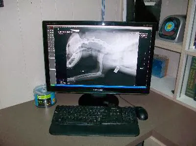 Southland Veterinary Hospital Picture 9
